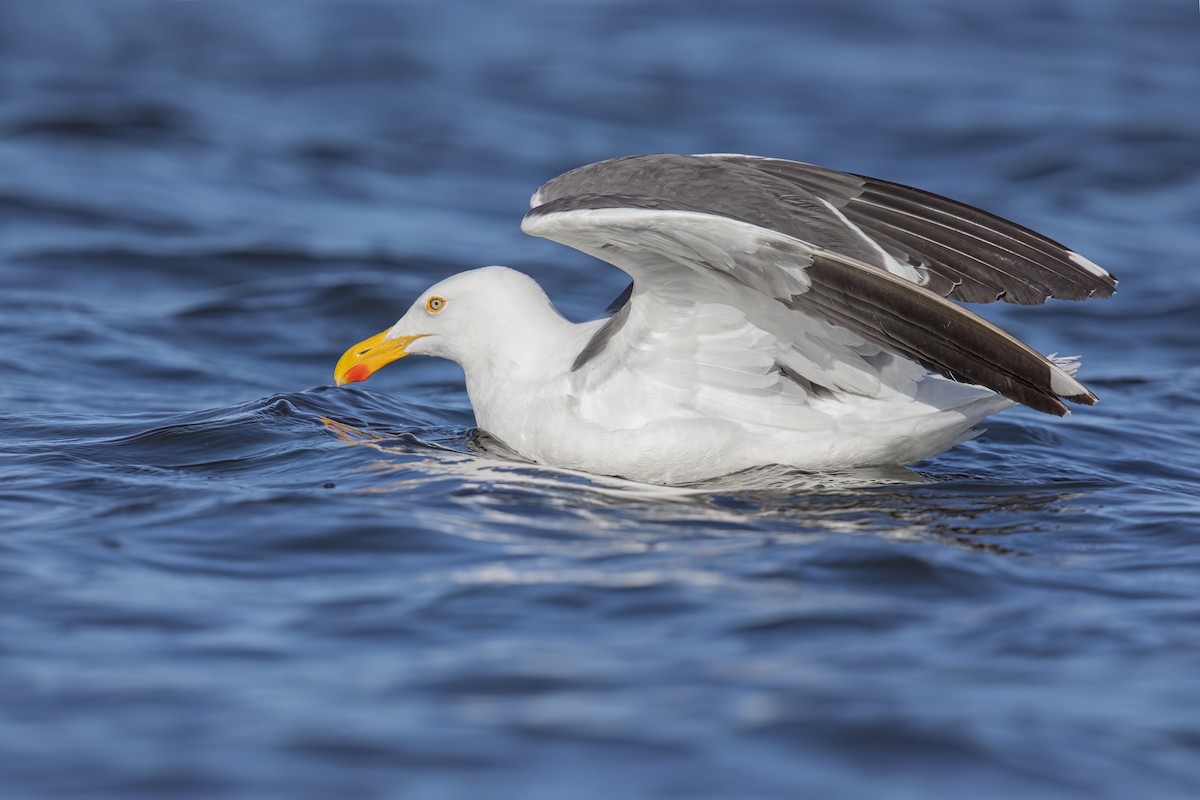 Yellow-footed Gull - ML623624265