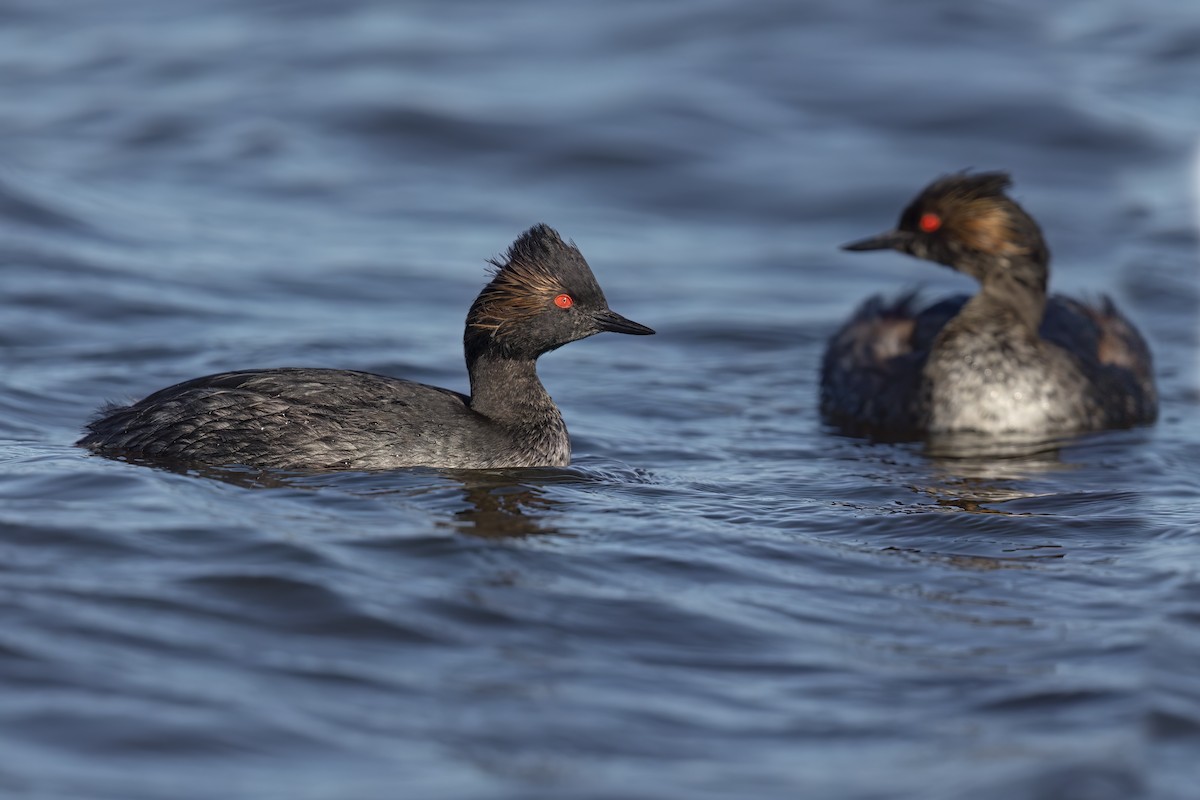 Eared Grebe - ML623624269