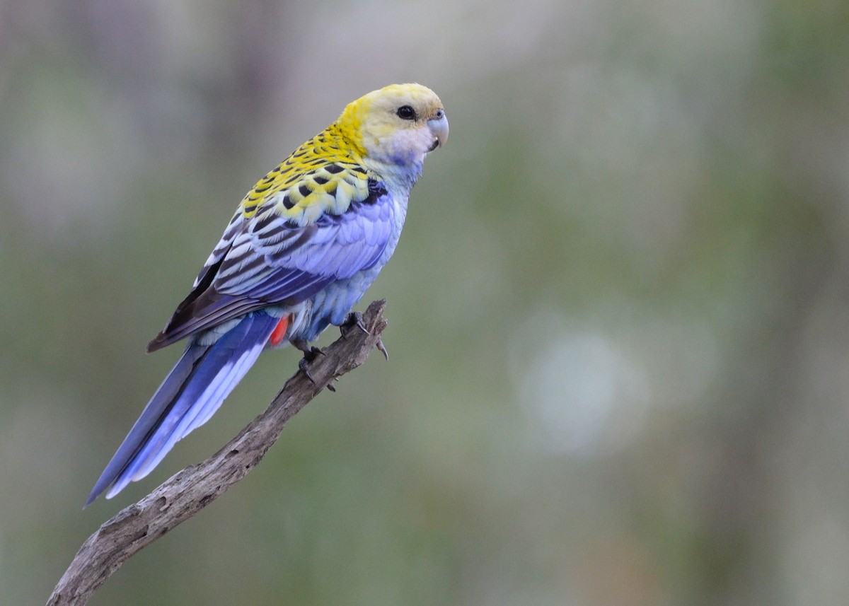 Pale-headed Rosella - ML623624302