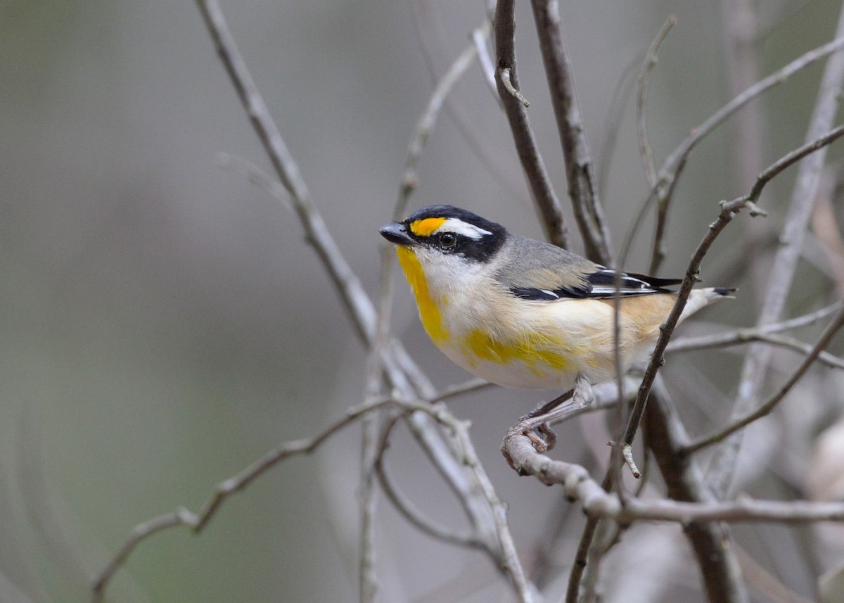 Striated Pardalote (Black-headed) - ML623624307