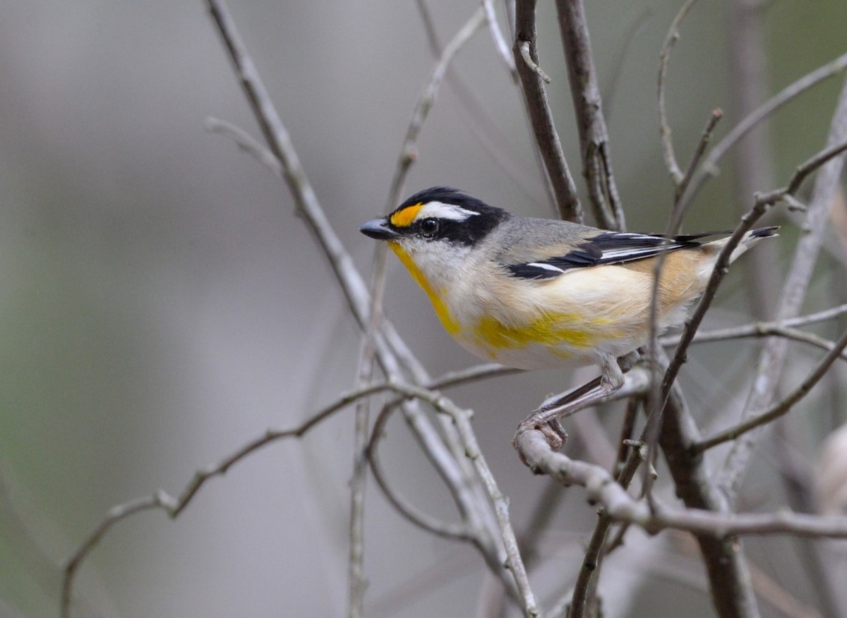 Pardalote à point jaune (groupe melanocephalus) - ML623624308