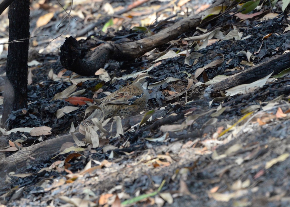 Spotted Quail-thrush - ML623624316