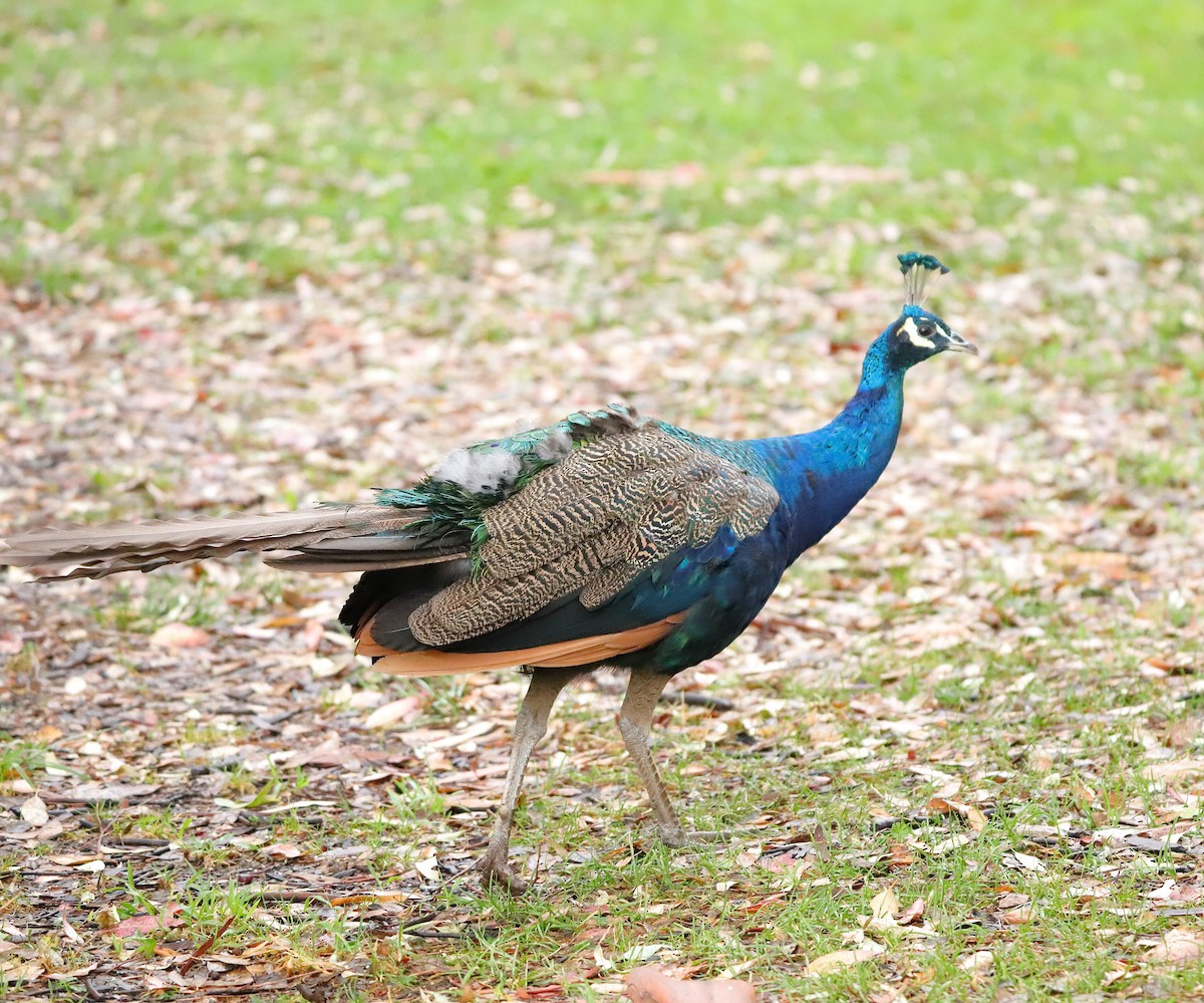 Indian Peafowl (Domestic type) - ML623624330