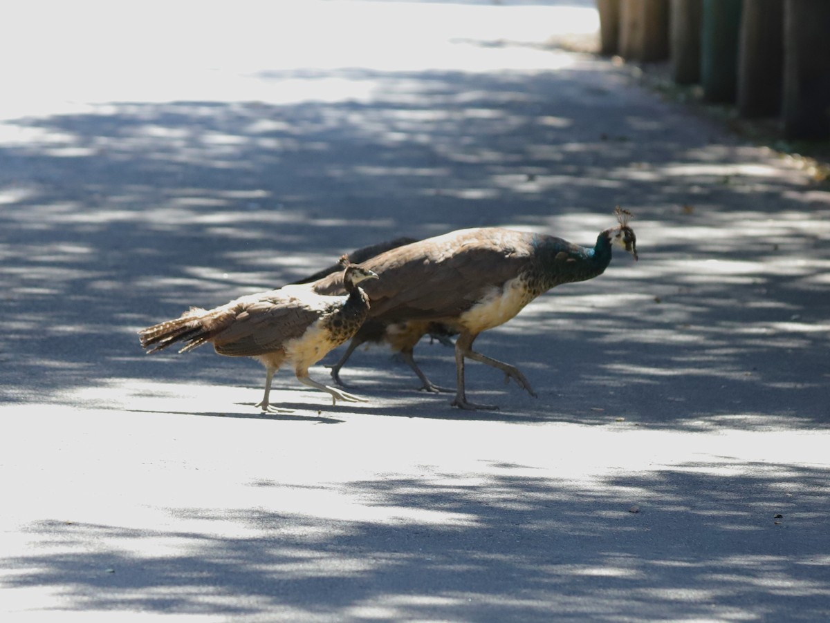 Indian Peafowl (Domestic type) - ML623624333