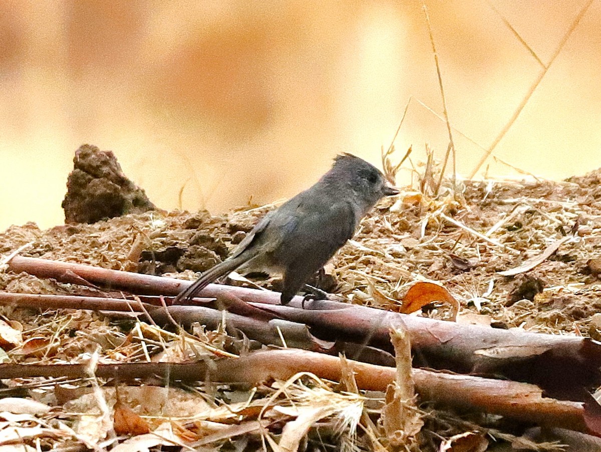 Oak Titmouse - ML623624373