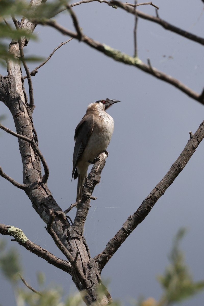 Noisy Friarbird - Andrew McLennan