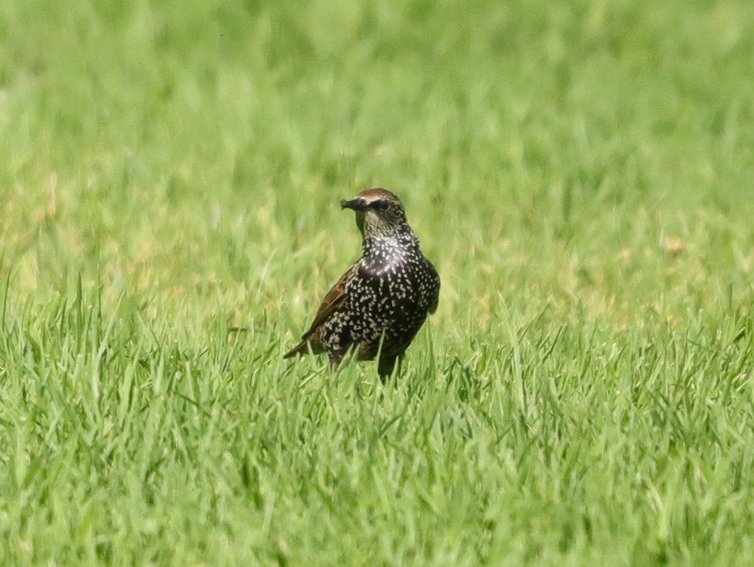 European Starling - ML623624390