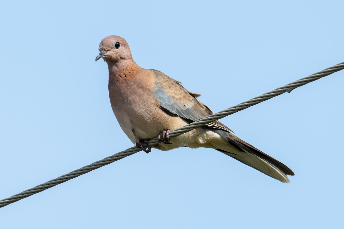 Laughing Dove - ML623624397