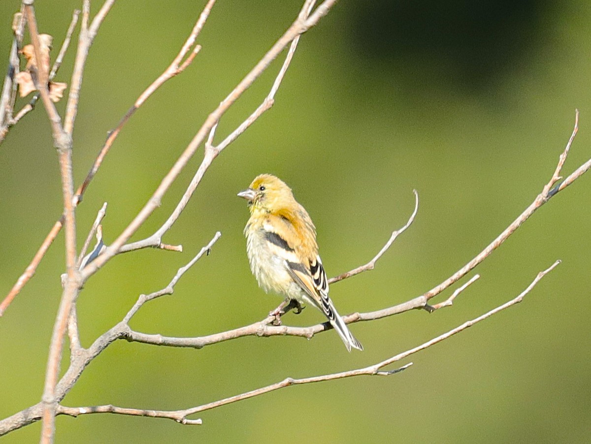 American Goldfinch - ML623624417