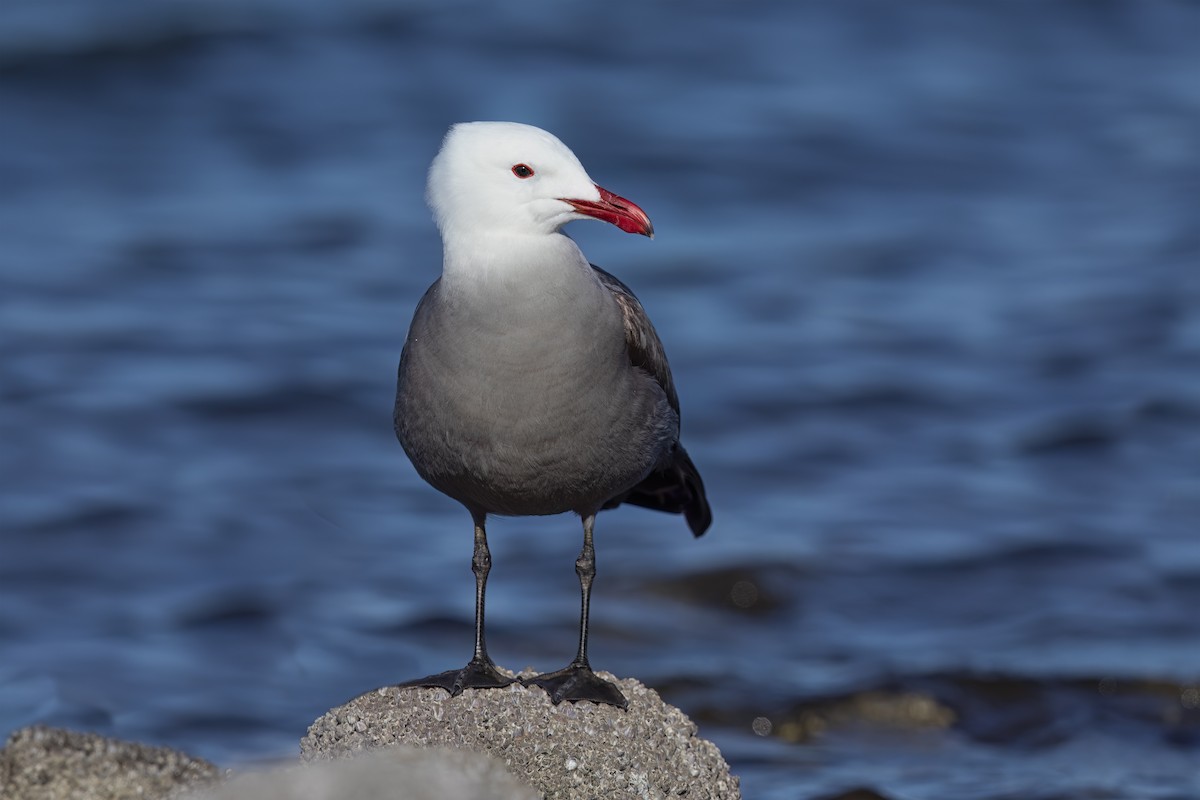 Heermann's Gull - ML623624424