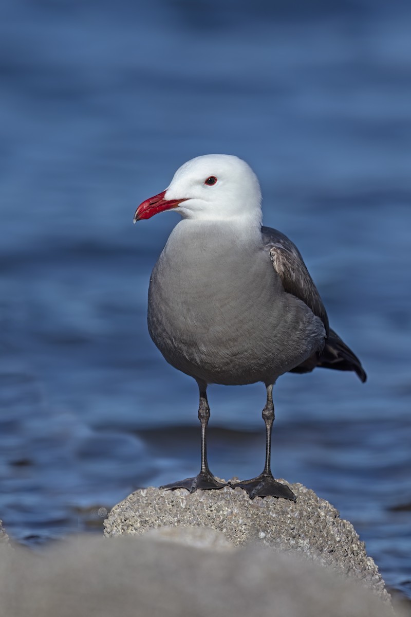 Heermann's Gull - ML623624425