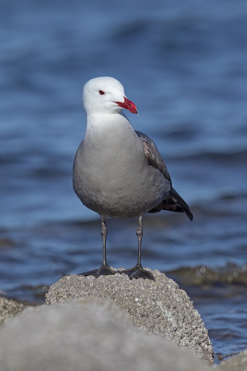 Heermann's Gull - ML623624426