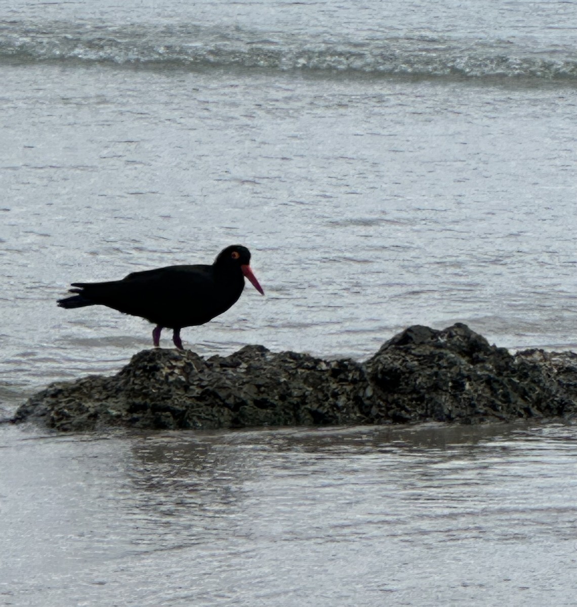 Sooty Oystercatcher - ML623624480