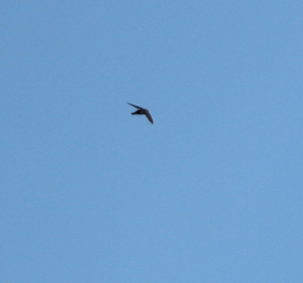 Vaux's Swift - ML623624506