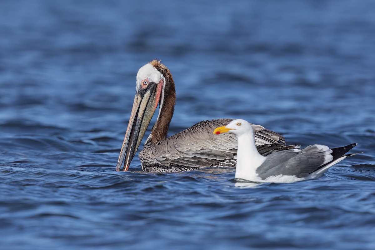 Brown Pelican - ML623624557