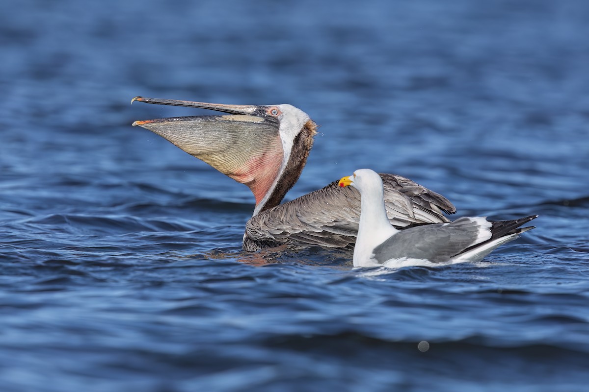 Brown Pelican - ML623624558