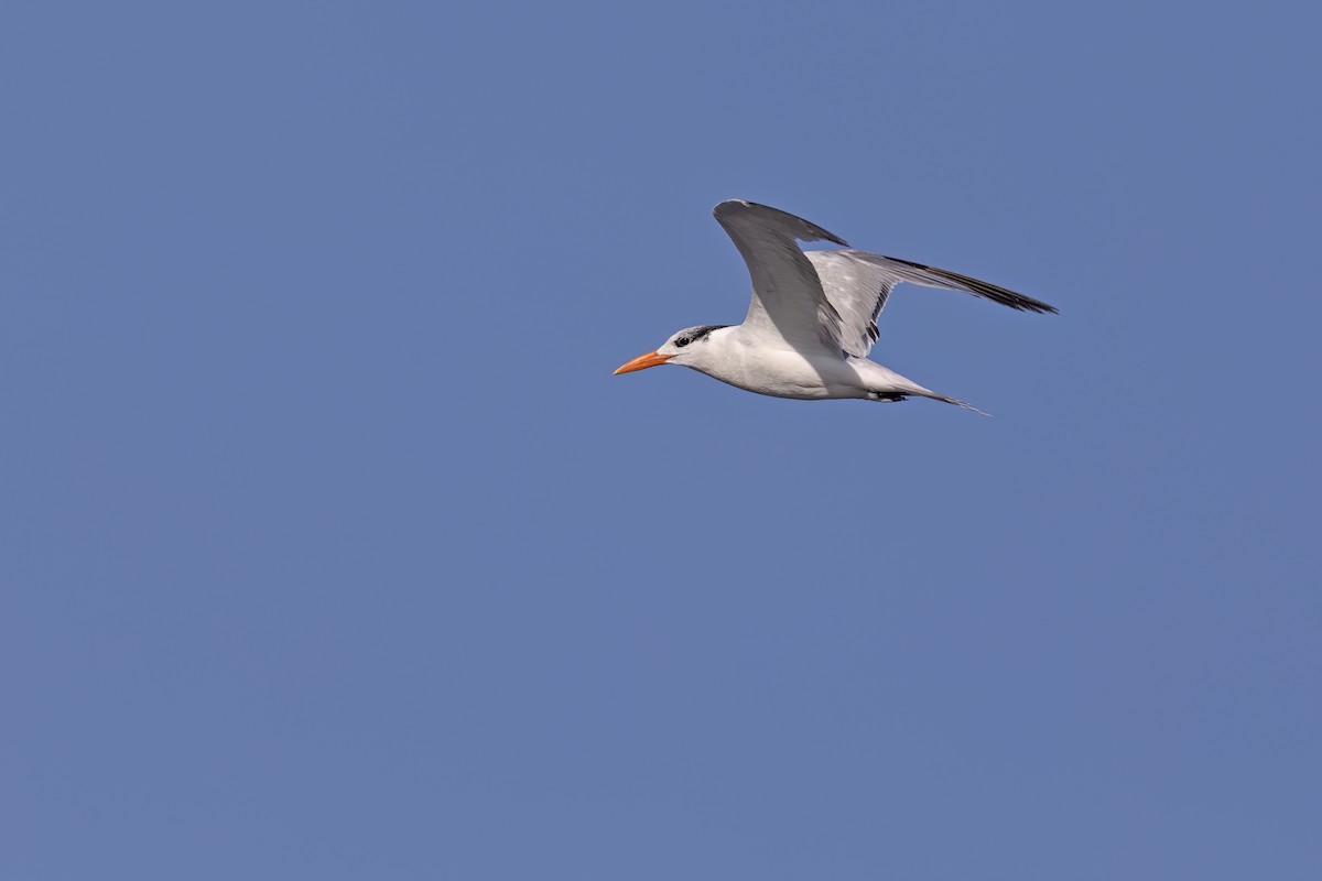 Elegant Tern - ML623624560