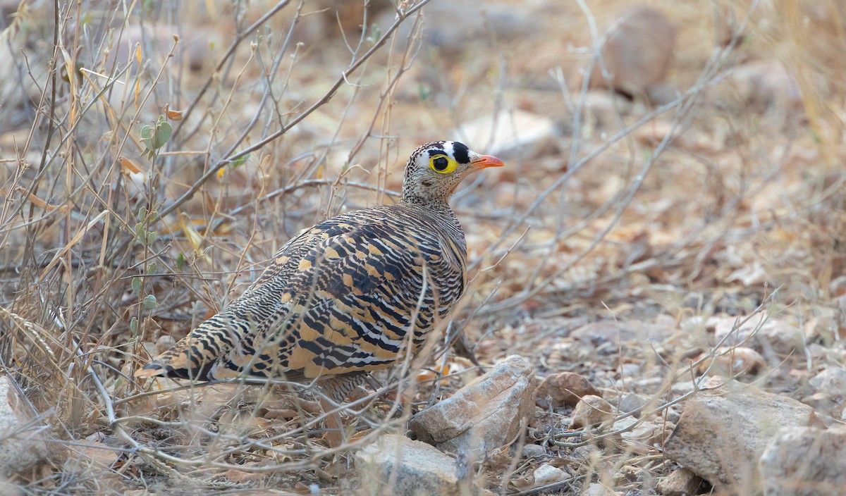 Lichtenstein's Sandgrouse - ML623624612