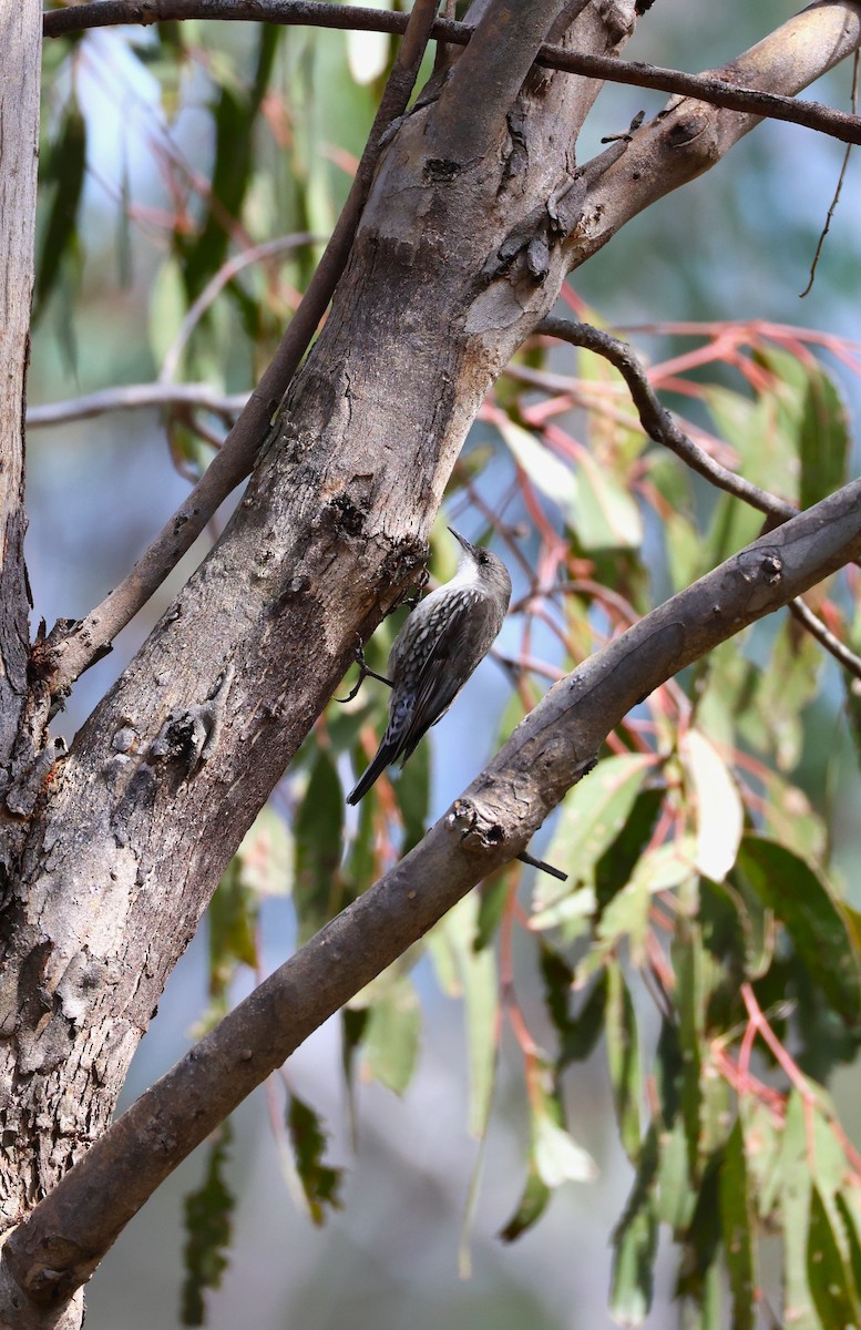 White-throated Treecreeper - ML623624659