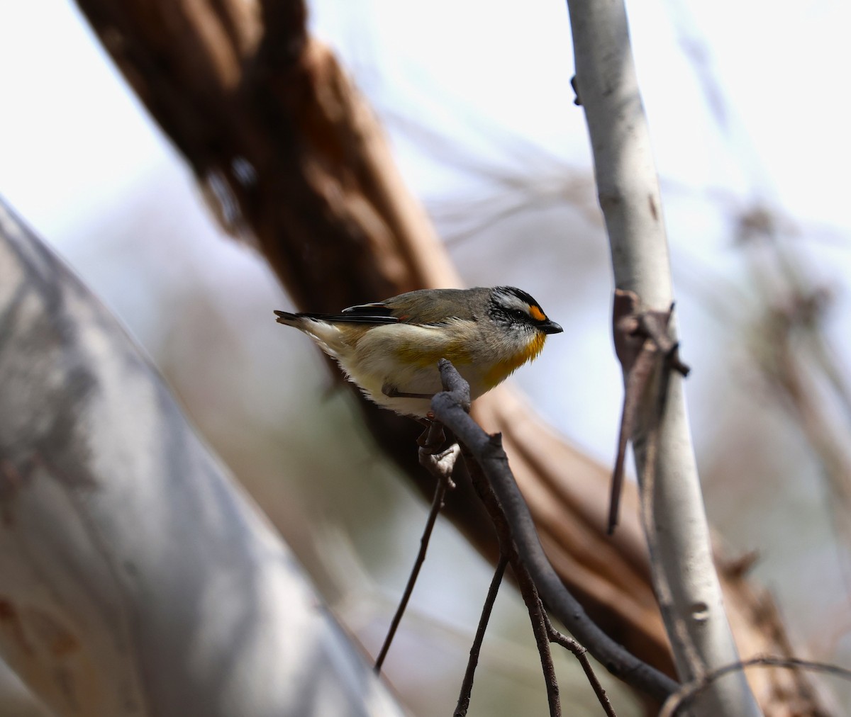 Striated Pardalote - ML623624672