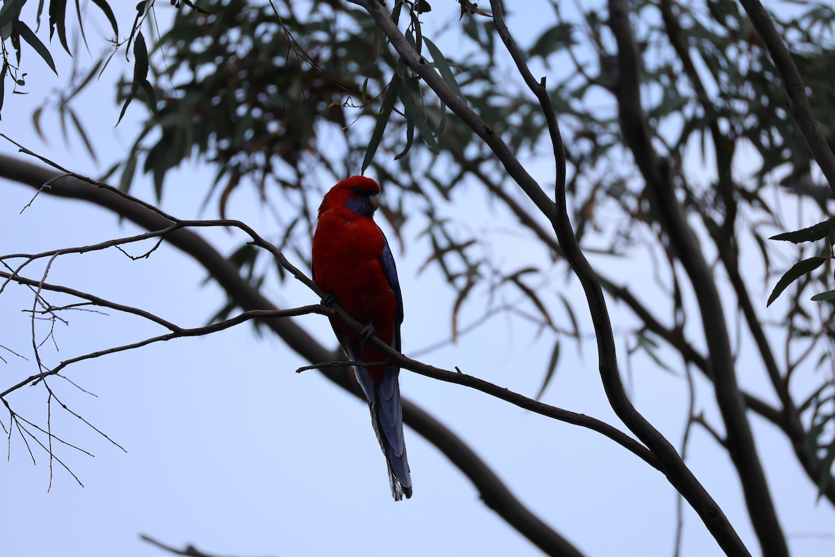 Crimson Rosella - ML623624674