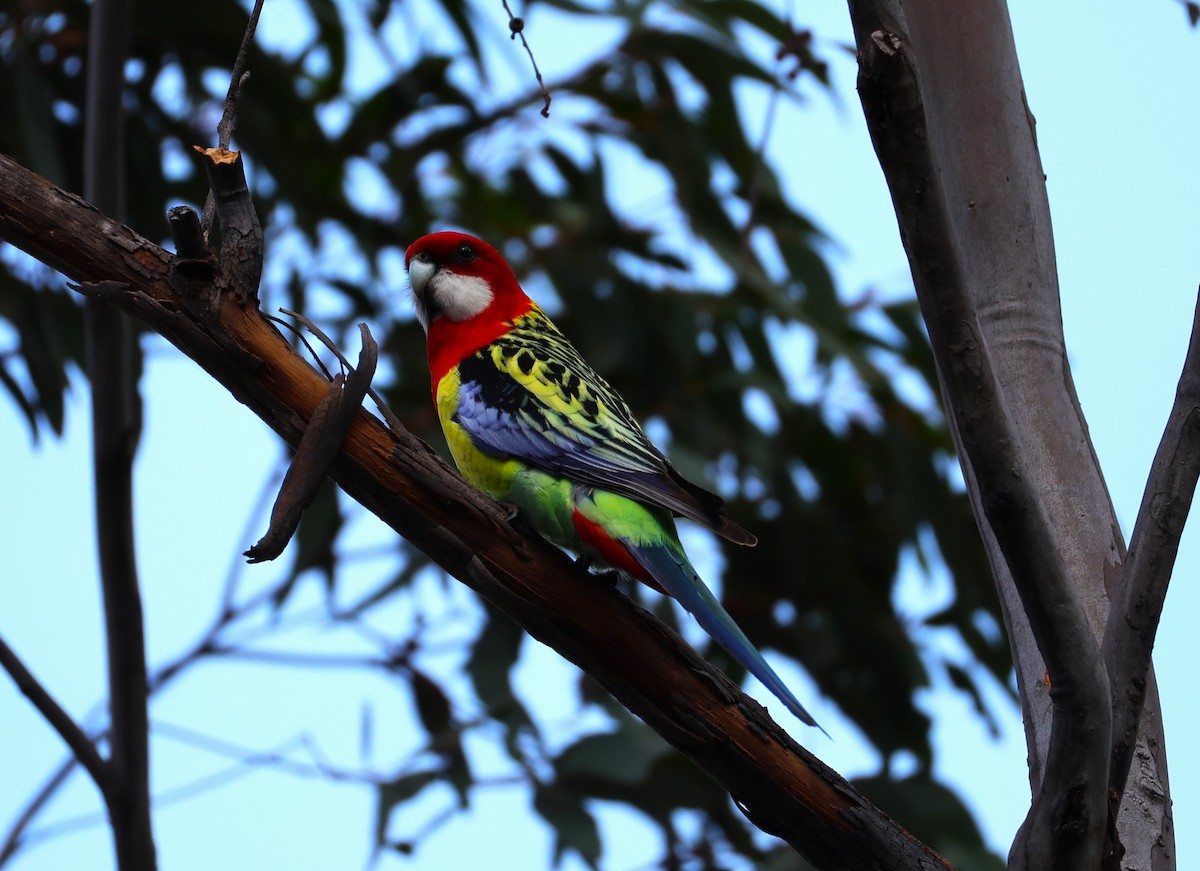 Eastern Rosella - ML623624677