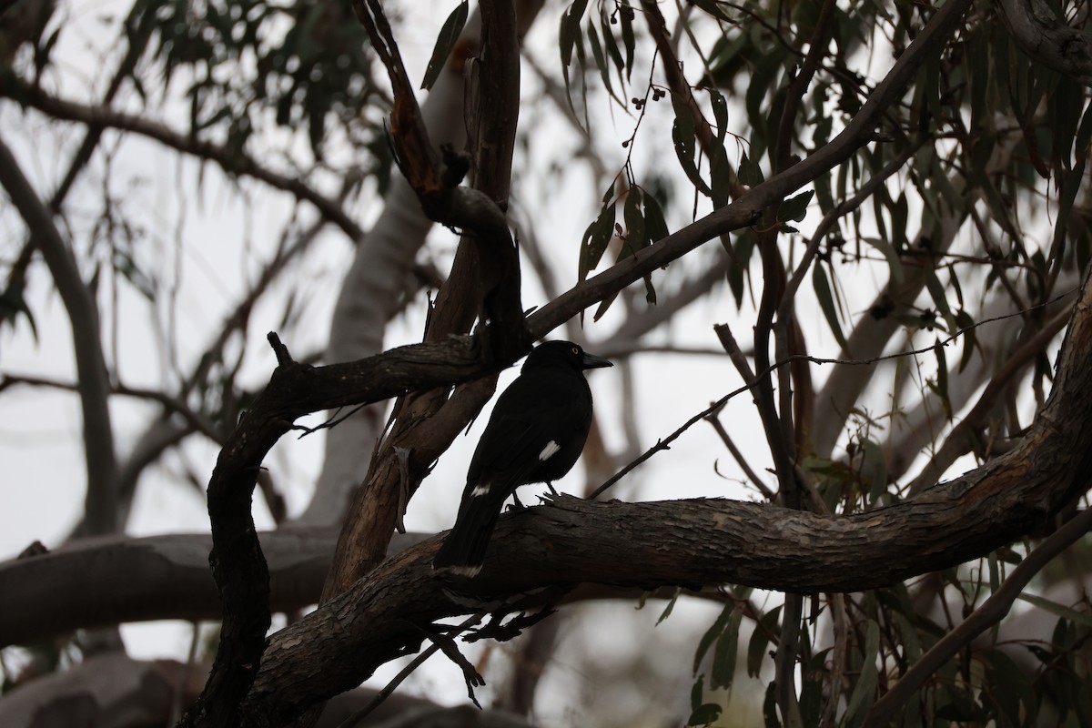 Pied Currawong - ML623624682