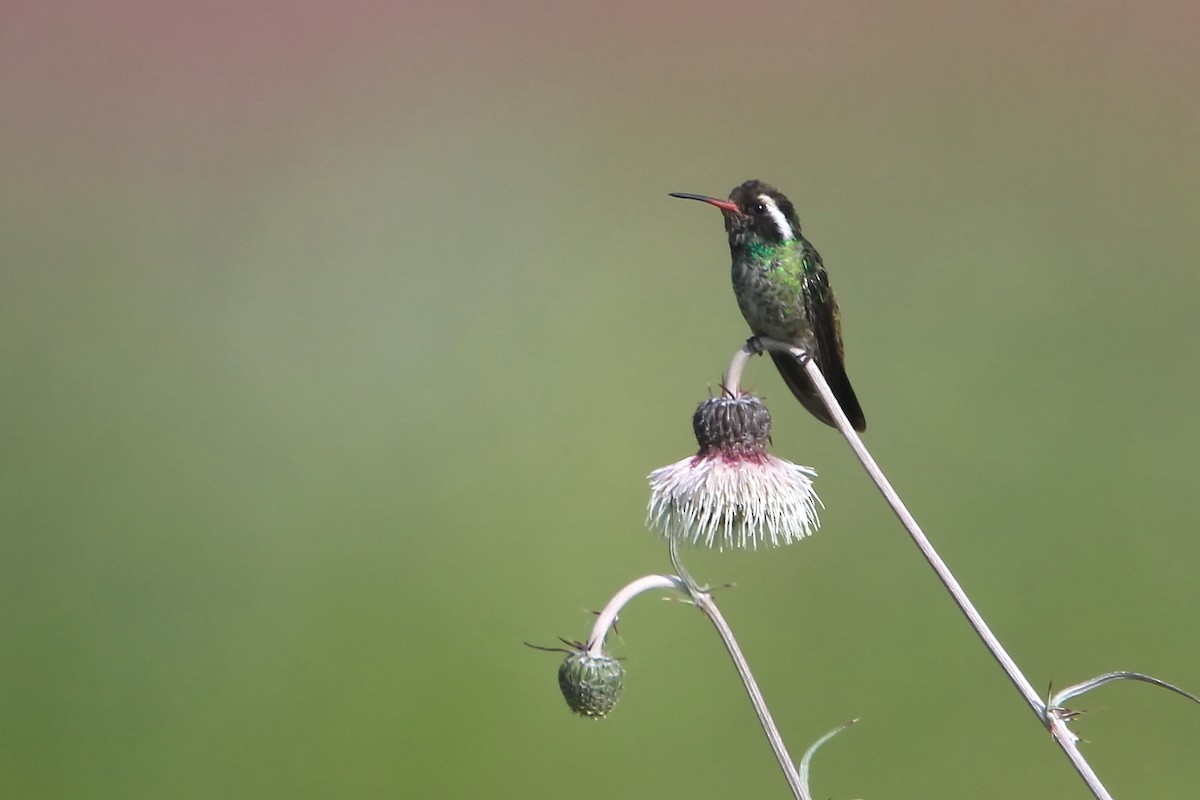 White-eared Hummingbird - ML623624698