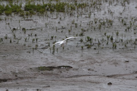 Black-headed Gull - ML623624742