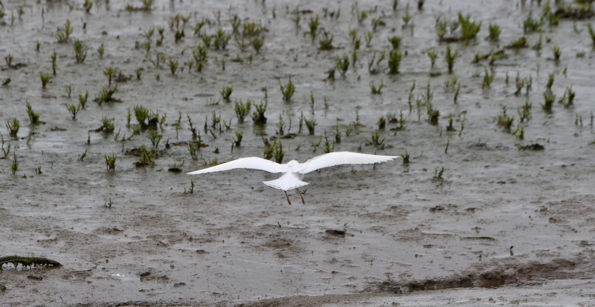 Black-headed Gull - ML623624743