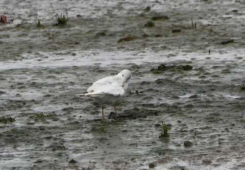 Black-headed Gull - ML623624744