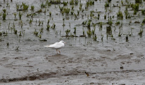 Black-headed Gull - ML623624745