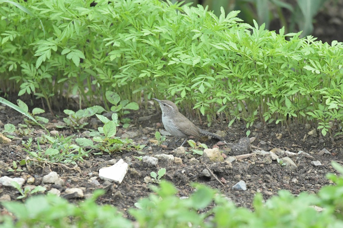 Bewick's Wren - ML623624747