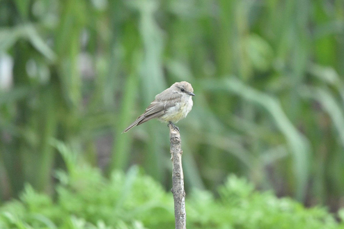 Vermilion Flycatcher - ML623624756