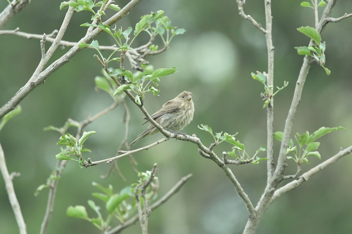 House Finch - ML623624759