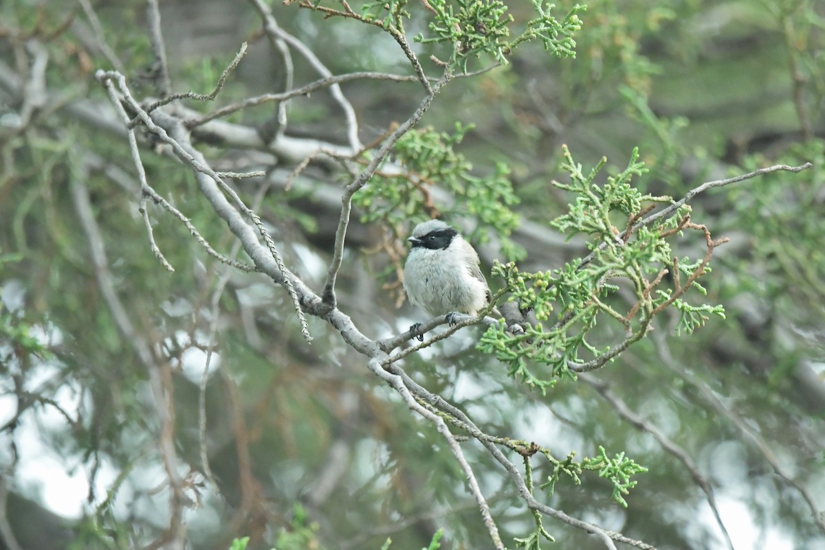 Bushtit (melanotis Group) - ML623624763