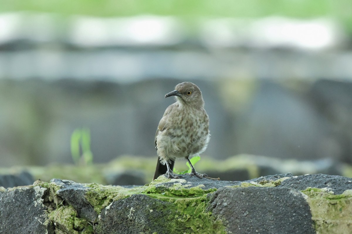 Curve-billed Thrasher - ML623624766