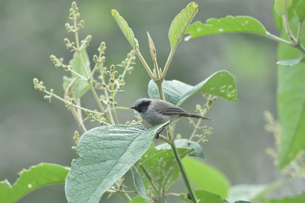 Bushtit (melanotis Group) - ML623624767