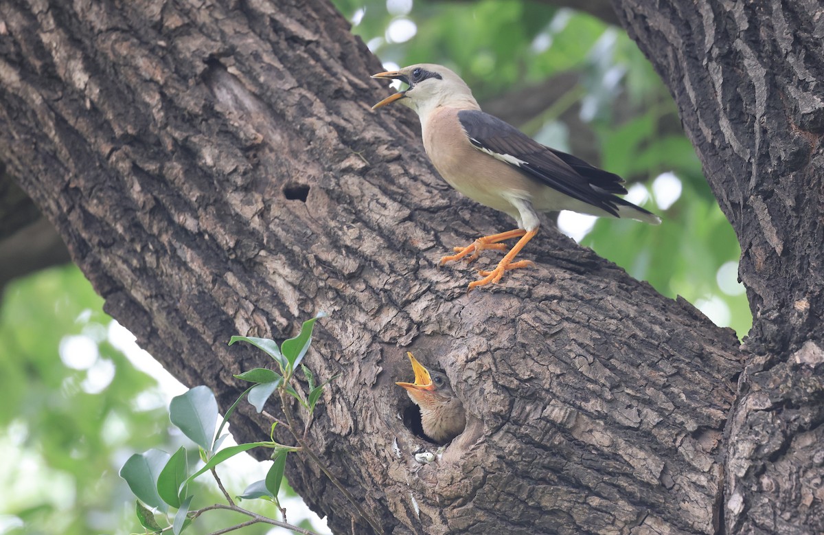 Vinous-breasted Myna - Allen Lyu