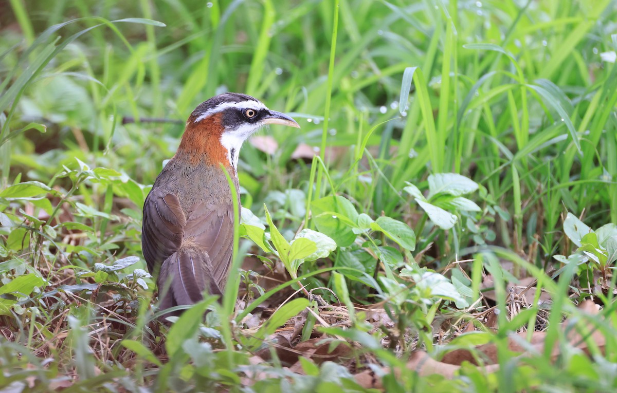 Taiwan Scimitar-Babbler - ML623624925