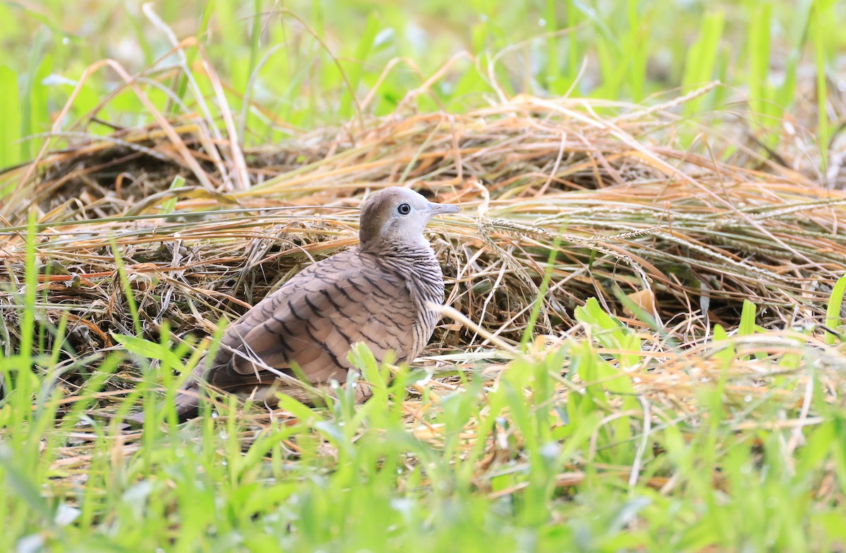 Zebra Dove - ML623624928