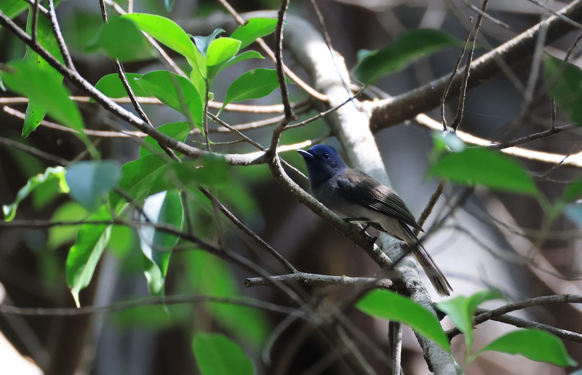 Black-naped Monarch - ML623624931