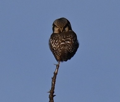 Northern Hawk Owl - ML623624938