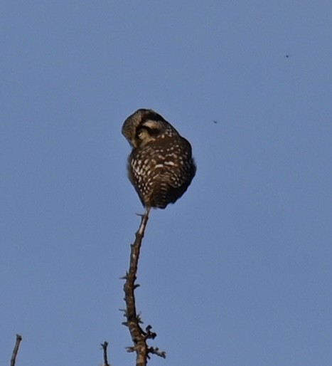 Northern Hawk Owl - ML623624939