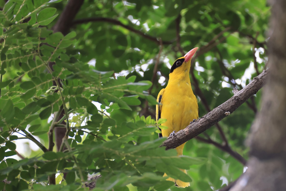 Black-naped Oriole (East Asian) - ML623624943