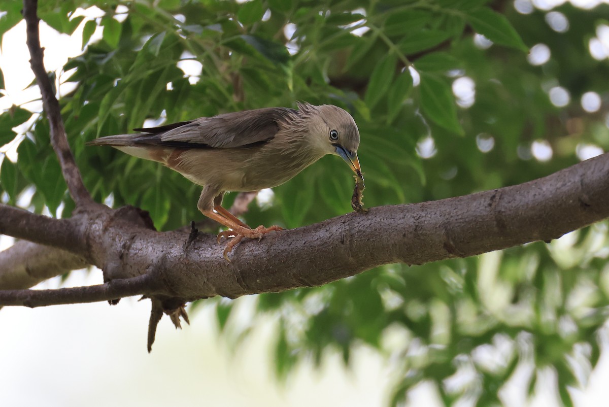 Chestnut-tailed Starling - ML623624945