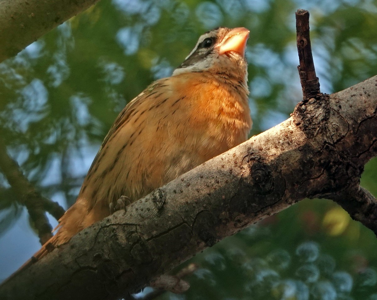 Black-headed Grosbeak - ML623624982