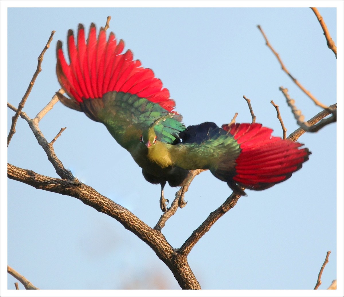 Schalow's Turaco - ML623624997