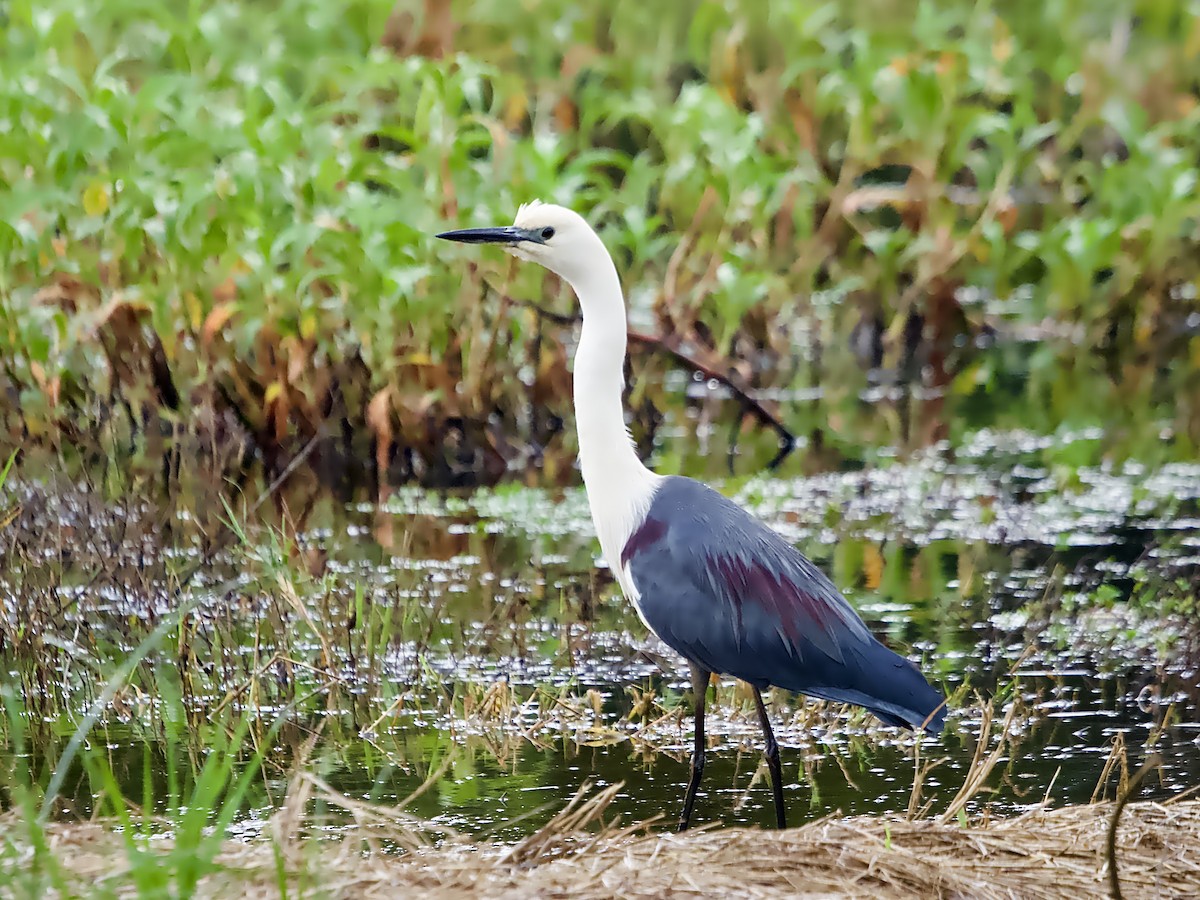 Garza Cuelliblanca - ML623625030