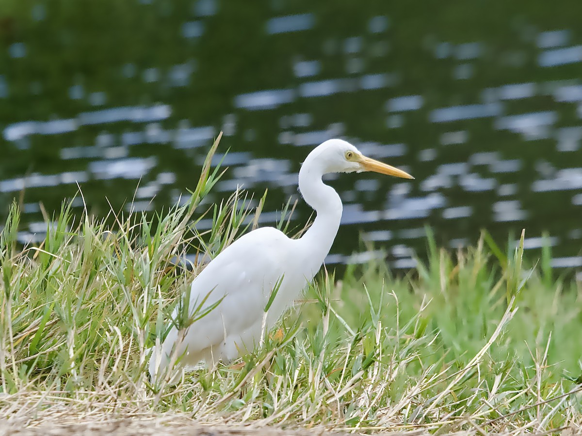 Plumed Egret - ML623625033